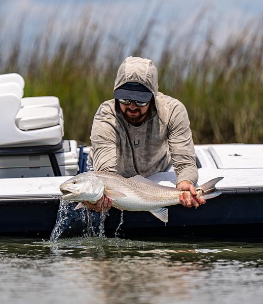 Angler releasing a redfish in the marsh
